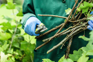 Aktion:Garten