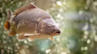 Karpfenfutter