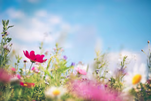 Blumensamen