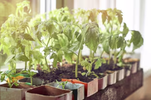 Gartenkalender für April