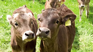 Tierhygiene