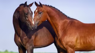 Pferd