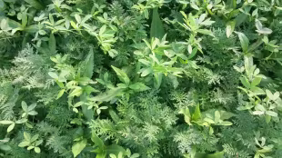 Zwischenfrucht Saatgut