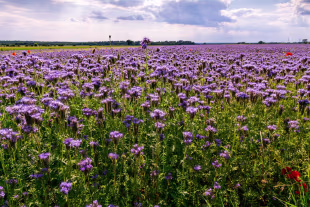 Phacelia Feld