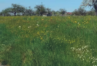 Wiese mit Apfelbäumen