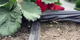 Bewässerung Obstbau