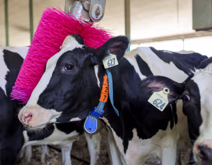 Pinke Bürsten von DeLaval für einen guten Zweck