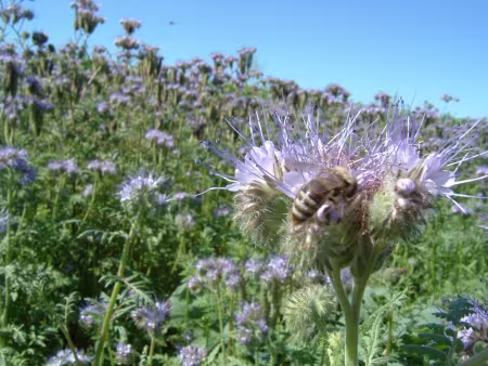 Bienenweide Saatgut