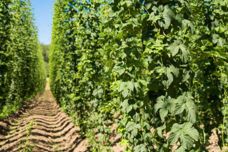Pflanzenschutz für Hopfen