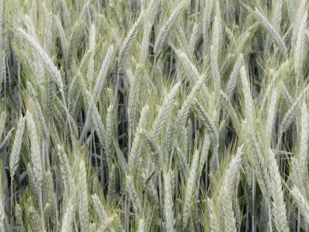 Wintertriticale