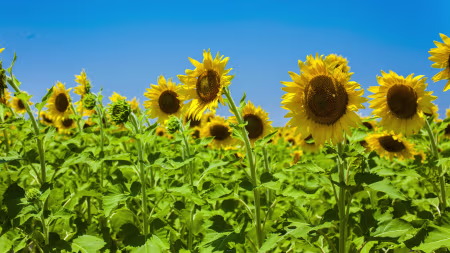 Sonnenblumen