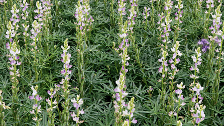 Lupine