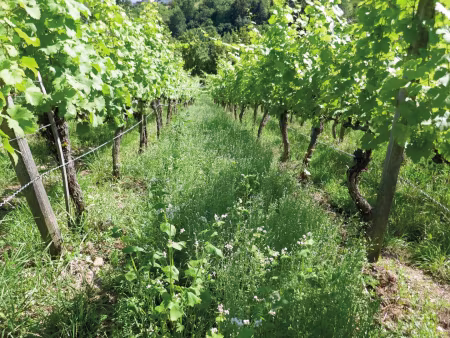 Weinbergbegrünung