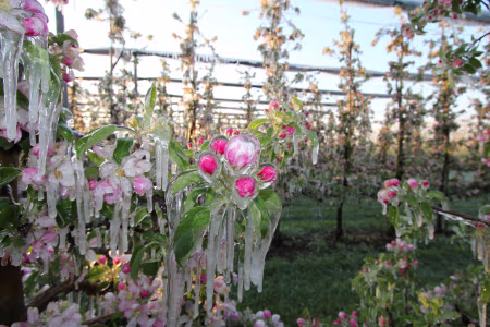 Ernteschutz vor Frost, Insekten und Wind