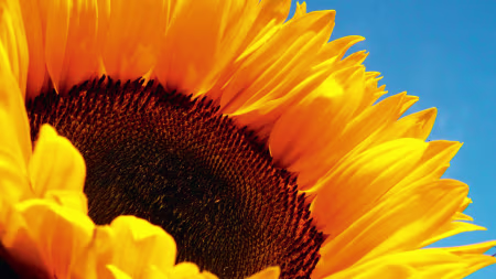 Bio Sonnenblumen