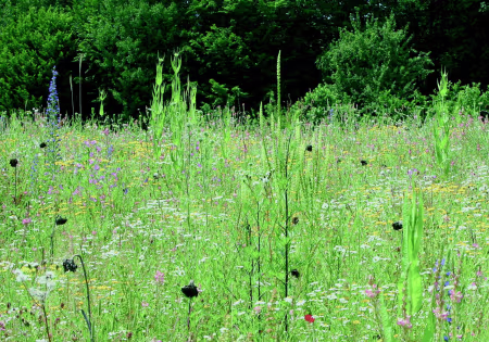 Wildackermischungen