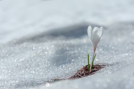 Gartenkalender für Februar