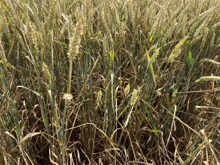 Pilze im Getreide