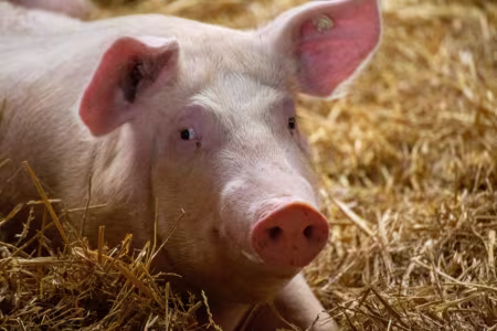 Schwein im Stroh