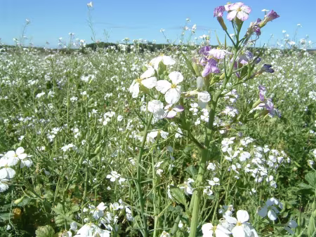 Feld mit Ölrettich