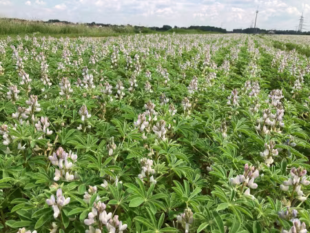 Lupine