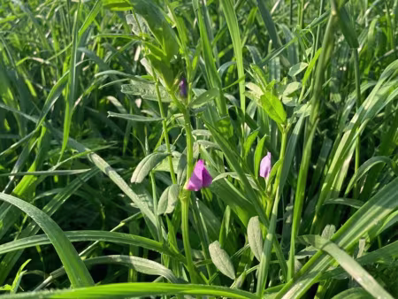 Sommerwicke Gräser im Feld