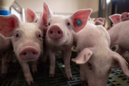 Schweine – Lösungen gegen Hitzestress