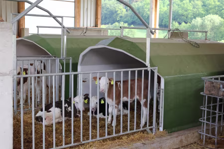 Kälber im Käberstall