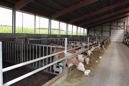 Bullen im Maststall