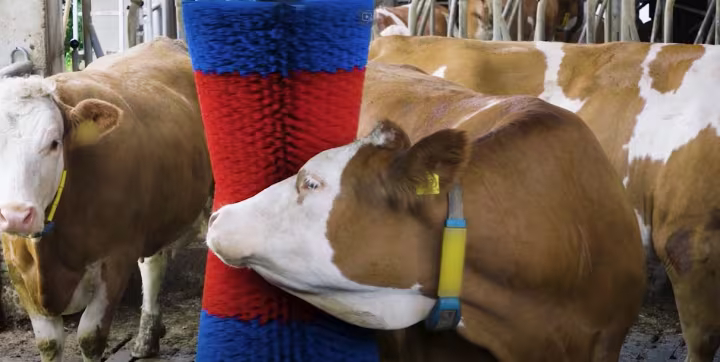 Mit HAPPYCOW Viehbürsten von Kerbl: Gesunde, glückliche Tiere für eine bessere Leistung