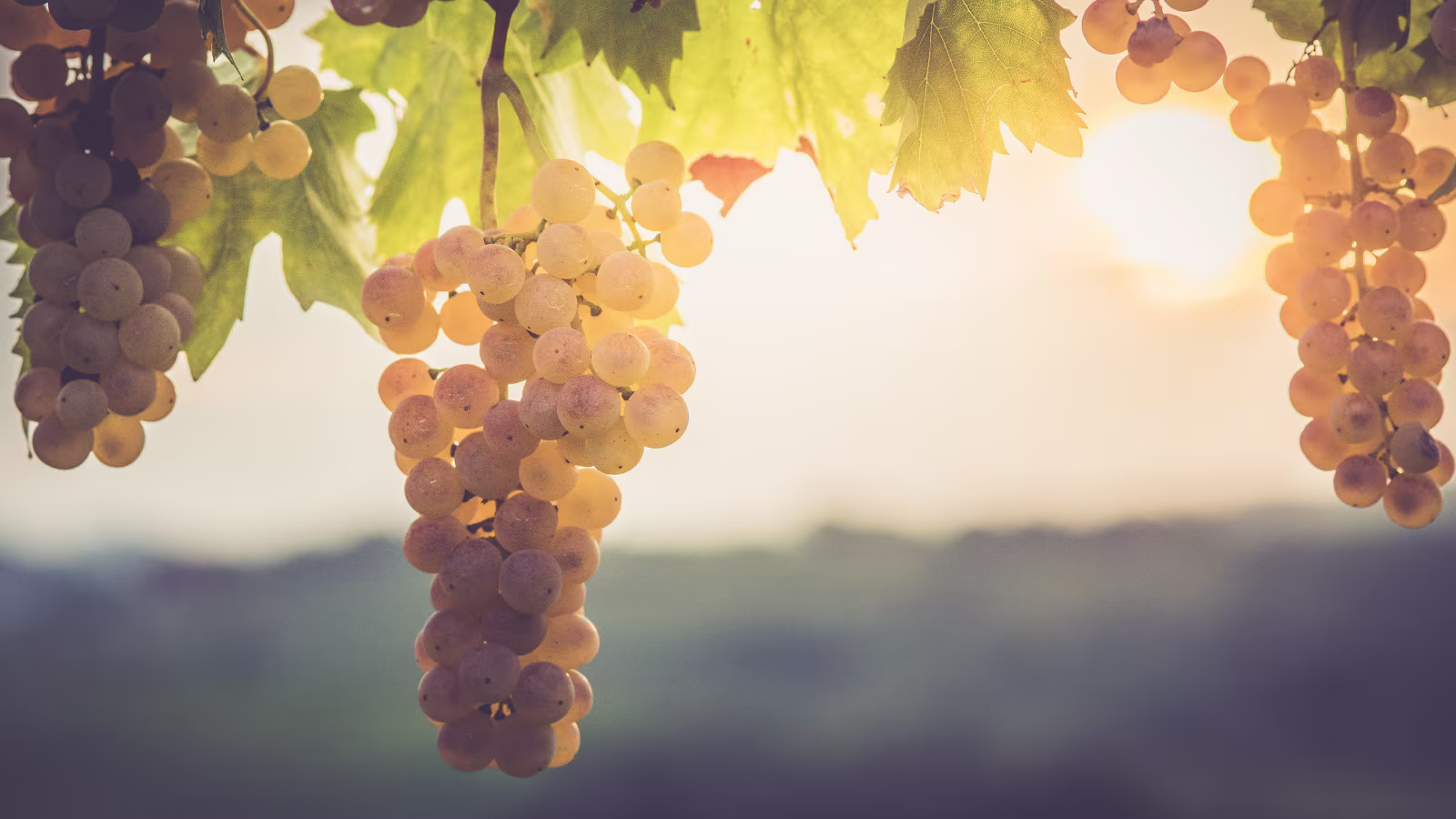 Frühbezug Weinbauartikel