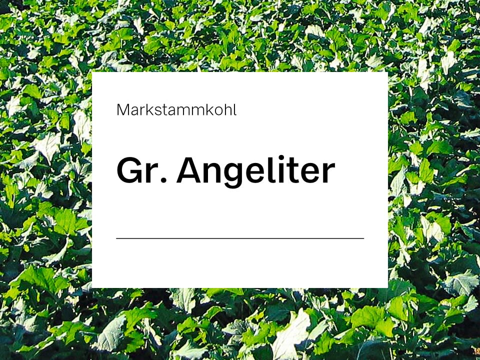 Markstammkohl Samen Gr. Angeliter (ungebeizt) ZS ungebeizt 25 kg Sack