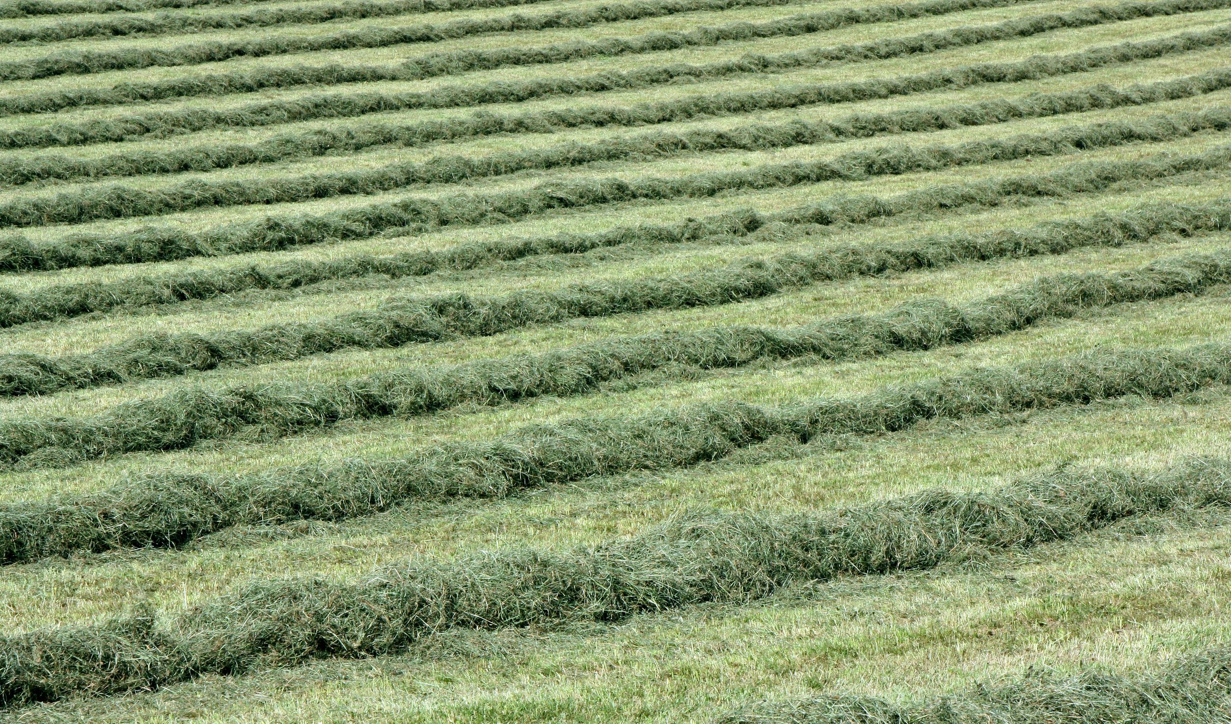 Grundfutteranalyse Gras-/Kleegrassilage Serviceleistung