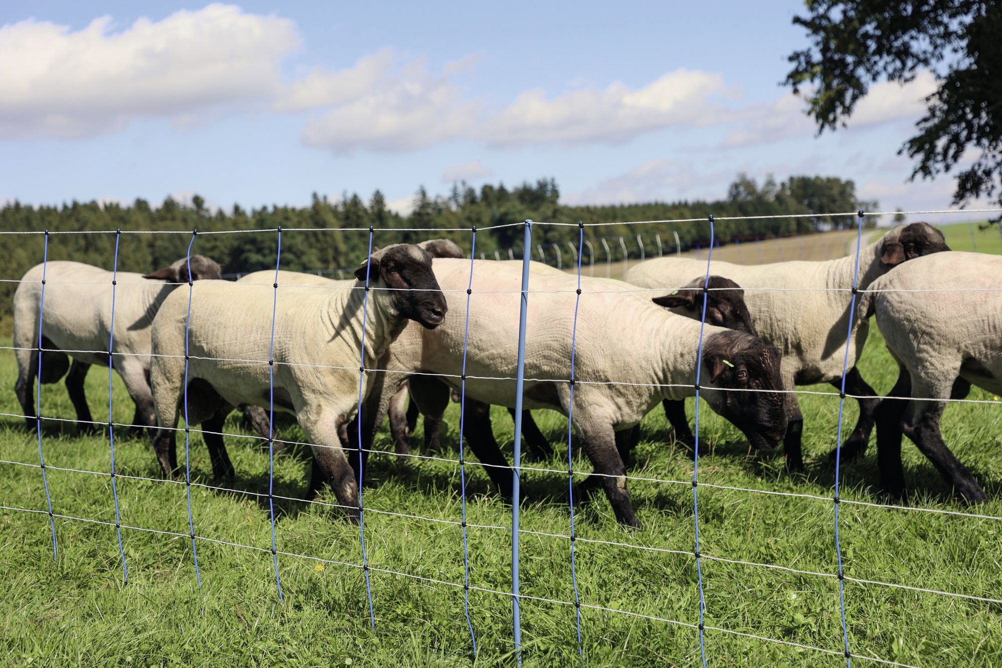 Ako Schafzaun "Titan Net Premium Plus" 90 cm/50 m, weiß; blau, mit Doppelspitze, stromführend, 27821