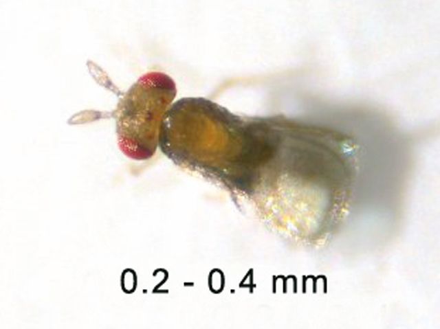 3 Stück, Schlupfwespe gegen Motten im Getreidelager und im Haushalt 3.000 schlupfbereite Puppen auf einem Kärtchen
