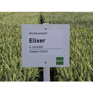 Winterweizen Saatgut Elixer Landor CT 500 kg BigBag