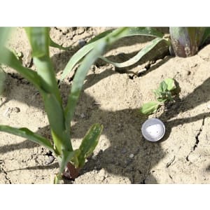 Tricholine Hand Schlupfwespen zur Maiszünslerbekämpfung, 1x100 Kugeln (110.000 T/ha) Tricholine Hand Schlupfwespen zur Maiszünslerbekämpfung, 1x100 Kugeln (110.000 T/ha)