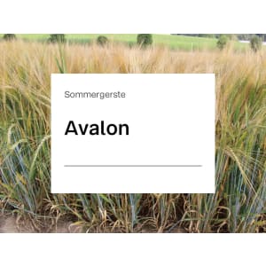 Sommergerste Avalon ZS ungebeizt 50 kg Sack Braugerste Sommergerste Avalon ZS ungebeizt 50 kg Sack Braugerste