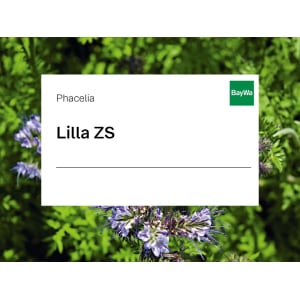 Phacelia Saatgut Lilla ZS ungebeizt 10 kg Sack