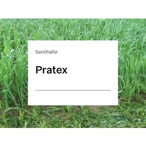 Sandhafer Saatgut Pratex ungebeizt ZS ungebeizt 25 kg Sack