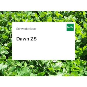 Schwedenklee Saatgut Dawn ZS ungebeizt 25 kg Sack