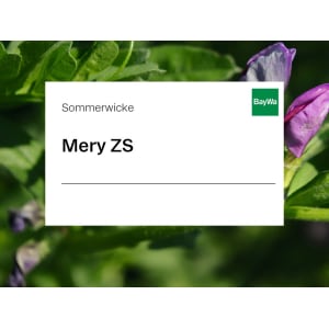 Sommerwicke Saatgut Mery ZS ungebeizt 25 kg Sack