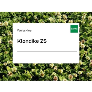 Weissklee Saatgut Klondike ZS ungebeizt 25 kg Sack