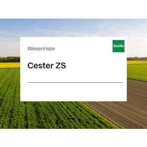 Wiesenrispe Saatgut Chester ZS ungebeizt 25 kg Sack