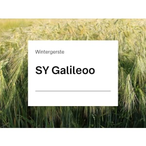 Wintergerste Saatgut SY Galileoo ZS mehrzeilige Futtergerste