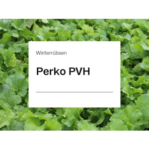 Winterrübsen Samen Perko PVH ZS ungebeizt 25 kg Sack