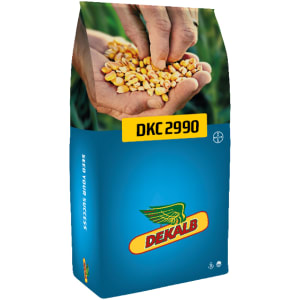 Mais-Saatgut Dekalb DKC 2990 EH Redigo M + Acceleron B360 + Korit (Acceleron Vogelrepellent) 50000 Körner/EH (S230 K210)