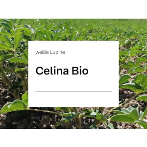 Weiße Lupine Celina ZS Bio ungebeizt Sack 100000 Körner/ EH