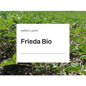 Weiße Lupine Frieda ZS Bio E-Pura Sack 100000 Körner/ EH bitterstoffarm; Blütenfarbe bläulichweiß; hohe Erträge an hochwertigem Eiweiß; tolerant gegen Anthraknose Weiße Lupine Frieda ZS Bio E-Pura Sack 100000 Körner/ EH bitterstoffarm; Blütenfarbe bläulichweiß; hohe Erträge an hochwertigem Eiweiß; tolerant gegen Anthraknose