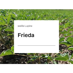 Weiße Lupine Frieda ZS E-Pura Sack 100000 Körner/ EH bitterstoffarm; Blütenfarbe bläulichweiß; hohe Erträge an hochwertigem Eiweiß; tolerant gegen Anthraknose Weiße Lupine Frieda ZS E-Pura Sack 100000 Körner/ EH bitterstoffarm; Blütenfarbe bläulichweiß; hohe Erträge an hochwertigem Eiweiß; tolerant gegen Anthraknose